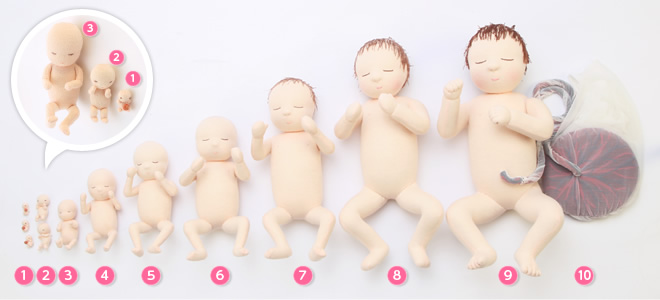 胎児人形ももちゃん 医療機関や教育機関などで 妊娠や出産の教育用に幅広く使われている胎児人形 ももちゃん の紹介サイト 胎児人形とは